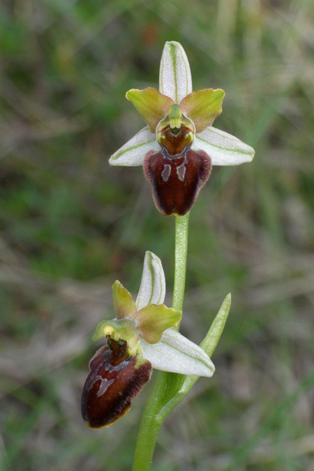 Ophrys liburnica x medea, Kroatien/Croatia,  Cres 9.5.2010 (Photo: Roko Cicmir)
