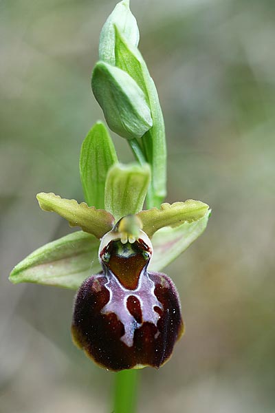 Ophrys exaltata subsp. cephalonica x montenegrina, Kroatien/Croatia,  Gruda 30.3.2015 (Photo: Helmut Presser)