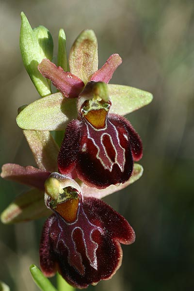 Ophrys exaltata subsp. cephalonica x montenegrina, Kroatien/Croatia,  Gruda 30.3.2015 (Photo: Helmut Presser)
