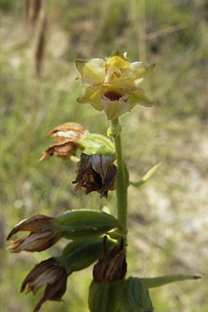 Epipactis muelleri \ Müllers Ständelwurz / Mueller's Helleborine, Kroatien/Croatia,  Istrien/Istria, Vrh 28.6.2010 