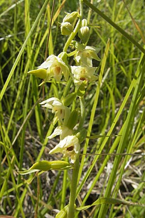 Epipactis muelleri \ Müllers Ständelwurz / Mueller's Helleborine, Kroatien/Croatia,  Istrien/Istria, Vrh 28.6.2010 