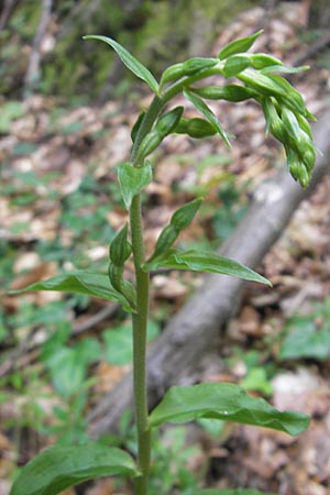 Epipactis nordeniorum \ Nordens Ständelwurz, Kroatien,  Medvednica 18.7.2010 