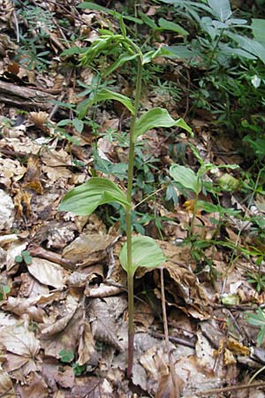 Epipactis nordeniorum \ Nordens Ständelwurz, Kroatien,  Medvednica 18.7.2010 