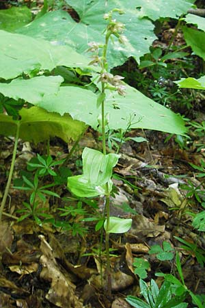 Epipactis nordeniorum \ Nordens Ständelwurz, Kroatien,  Medvednica 1.8.2011 
