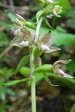 Epipactis nordeniorum \ Nordens Ständelwurz, Kroatien,  Medvednica 1.8.2011 
