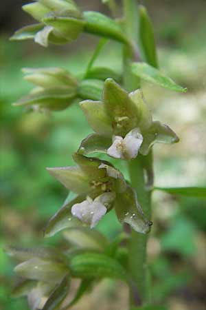 Epipactis nordeniorum \ Nordens Ständelwurz, Kroatien,  Medvednica 1.8.2011 