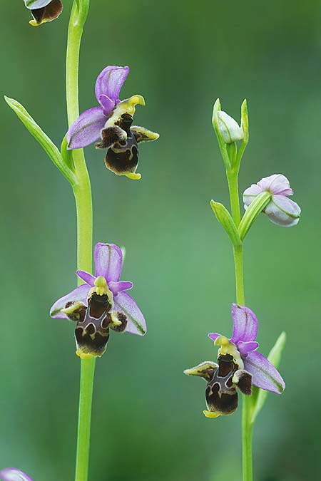 Ophrys rhodostephane / Pink-Crown Bee Orchid, Croatia,  Pag 5.5.2025 (Photo: Helmut Presser)