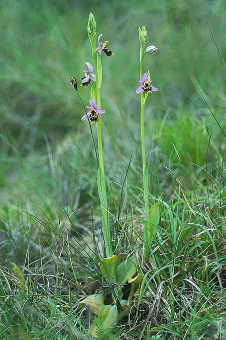Ophrys rhodostephane / Pink-Crown Bee Orchid, Croatia,  Pag 5.5.2025 (Photo: Helmut Presser)