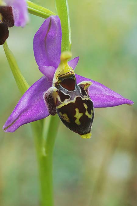 Ophrys rhodostephane / Pink-Crown Bee Orchid, Croatia,  Vis 5.5.2025 (Photo: Helmut Presser)