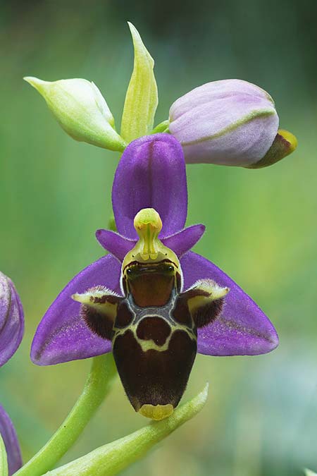 Ophrys rhodostephane / Pink-Crown Bee Orchid, Croatia,  Vis 5.5.2025 (Photo: Helmut Presser)