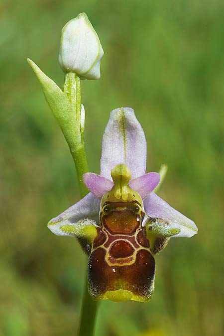 Ophrys rhodostephane / Pink-Crown Bee Orchid, Croatia,  Vis 5.5.2025 (Photo: Helmut Presser)