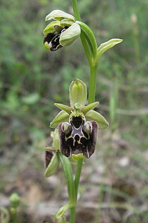 Ophrys untchjii / Untchj's Orchid, Croatia,  Istria, Bale 29.5.2006 