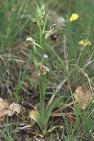 Ophrys untchjii / Untchj's Orchid, Croatia,  Istria, Gracisce 27.5.2006 