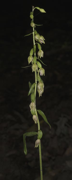 Epipactis mecsekensis \ Mecsek-Ständelwurz / Mecsek Helleborine, Ungarn/Hungary,  Mecsek - Gebirge/Massif 29.7.2014 (Photo: Mark Lynes)