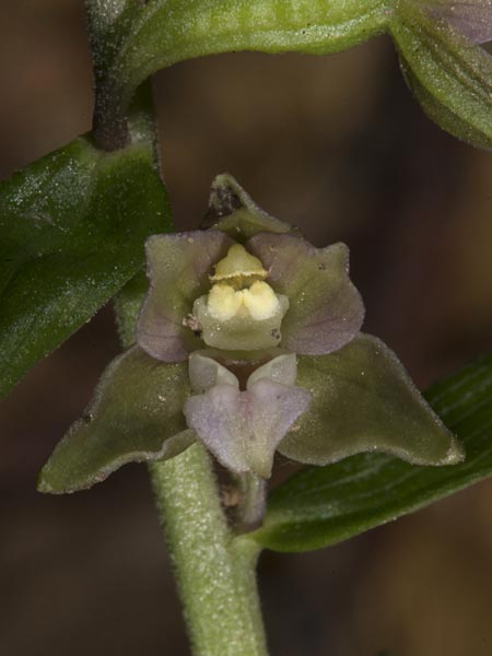 Epipactis nordeniorum \ Nordens Ständelwurz, Ungarn,  Mecsek - Gebirge 29.7.2014 (Photo: Mark Lynes)