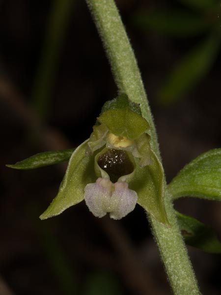 Epipactis tallosii \ Tallos' Ständelwurz, Ungarn,  Mecsek - Gebirge 26.7.2014 (Photo: Mark Lynes)