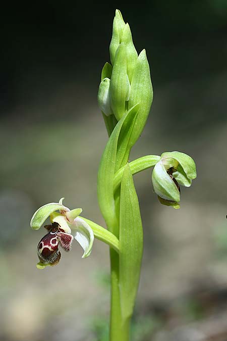 Ophrys carmeli \ Carmel-Ragwurz / Carmel Bee Orchid, Israel,  Mount Carmel 4.3.2017 (Photo: Helmut Presser)