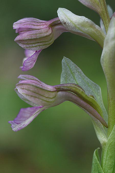 Anacamptis israelitica x papilionacea subsp. palaestina, Israel,  Nord-/Northern Israel 27.2.2017 (Photo: Helmut Presser)