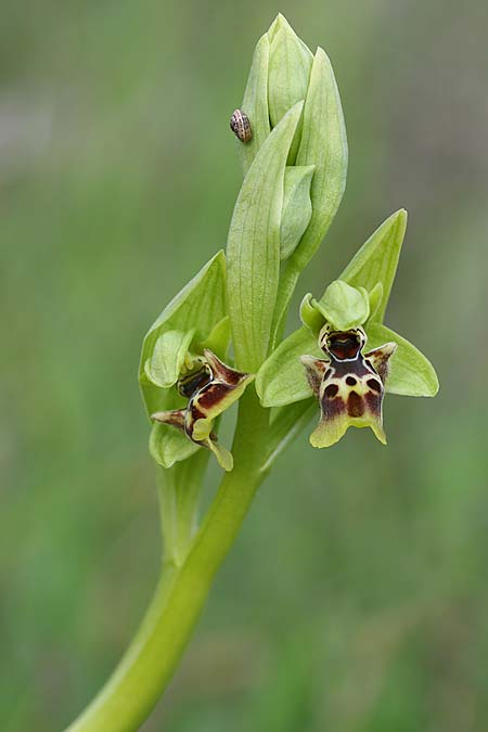 Ophrys latilabris \ Breitlippige Ragwurz, Israel,  West- Israel 26.2.2017 (Photo: Helmut Presser)
