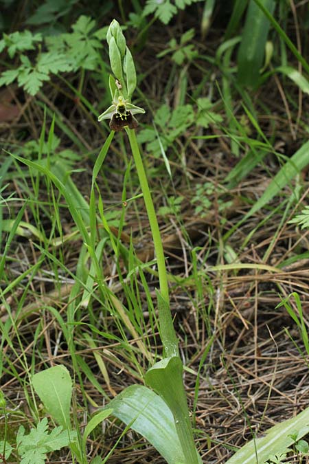 Ophrys holoserica subsp. libanotica \ Libanon-Hummel-Ragwurz / Libanon Late Spider Bee Orchid, Israel,  Kibbutz HaSolelim 21.3.2018 (Photo: Jan & Liesbeth Essink)