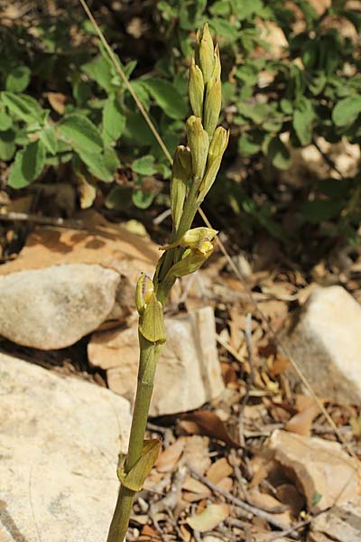 Limodorum abortivum / Violet Limodore (Color-Variant), Israel,  Kibbutz near Sasa 22.3.2018 (Photo: Jan & Liesbeth Essink)