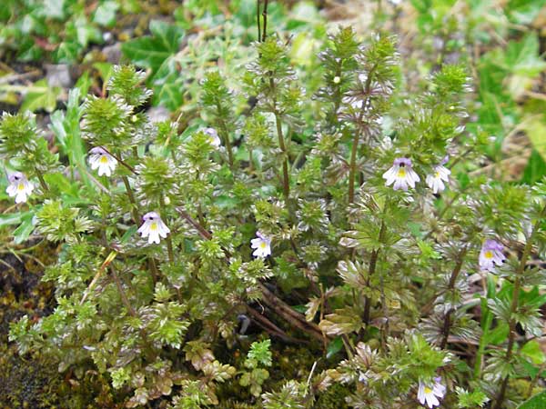 Euphrasia arctica subsp. borealis ? \ Nrdlicher Augentrost, IRL Burren, Ballyvaughn 14.6.2012