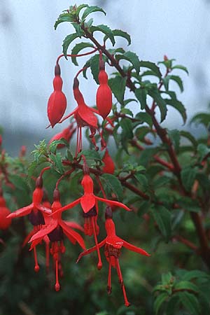Fuchsia magellanica \ Fuchsie, IRL Portmagee 13.8.2005