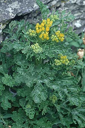 Senecio cineraria ? \ Aschen-Greiskraut, Silber-Greiskraut, IRL Insel Skellig Michael 15.8.2005