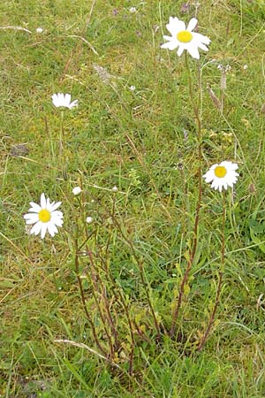 Leucanthemum vulgare / Early Ox-Eye Daisy, IRL County Donegal, Cruit Island 18.6.2012