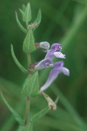 Scutellaria galericulata \ Sumpf-Helmkraut, Kappen-Helmkraut / Skullcap, IRL Burren, Lough Bunny 11.8.2005