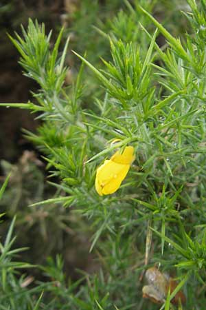 Ulex europaeus \ Europischer Stechginster, IRL Burren, Lisdoonvarna 15.6.2012