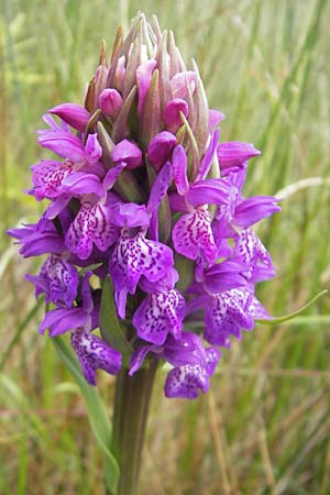Dactylorhiza kerryensis \ Westliche Fingerwurz, IRL  County Kerry, Waterville 16.6.2012 