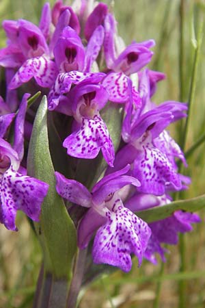 Dactylorhiza kerryensis \ Westliche Fingerwurz, IRL  County Kerry, Waterville 16.6.2012 