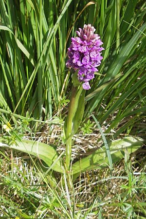 Dactylorhiza kerryensis \ Westliche Fingerwurz, IRL  Connemara, Recess 17.6.2012 