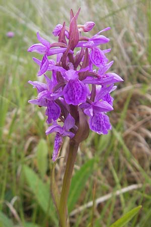 Dactylorhiza traunsteinerioides \ Traunsteiner-ähnliche Fingerwurz / Pugsley's Marsh Orchid, IRL  Burren, Killinaboy 15.6.2012 