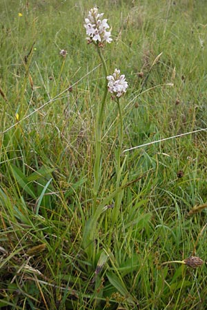 Dactylorhiza fuchsii x hebridensis, IRL   County Sligo, Mullaghmore 18.6.2012 