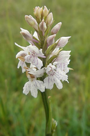 Dactylorhiza fuchsii x hebridensis, IRL   County Sligo, Mullaghmore 18.6.2012 