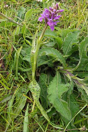 Dactylorhiza hebridensis x purpurella, IRL   Donegal Airport 18.6.2012 