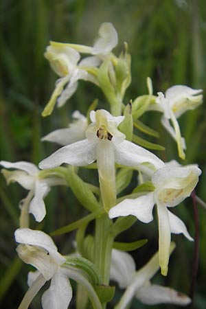 Platanthera bifolia \ Zweiblättrige Waldhyazinthe, Weiße Waldhyazinthe / Lesser Butterfly Orchid, IRL  Burren, Killinaboy 15.6.2012 