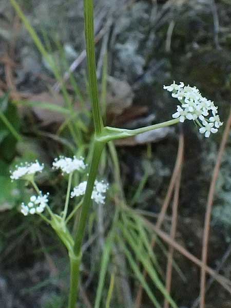 Dichoropetalum schottii \ Schotts Haarstrang / Schott's Hog's Fennel, I Liguria, Moneglia 26.9.2023