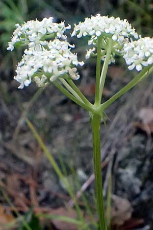Dichoropetalum schottii \ Schotts Haarstrang / Schott's Hog's Fennel, I Liguria, Moneglia 26.9.2023