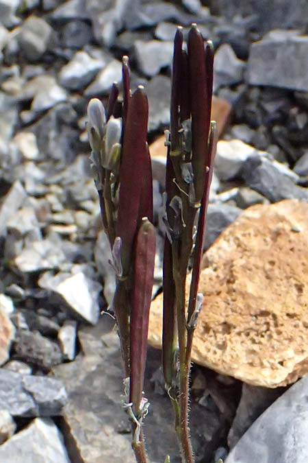 Arabis caerulea \ Bl�uliche G�nsekresse / Bluish Rock-Cress, I Stilfser Joch / Passo dello Stelvio 7.7.2026