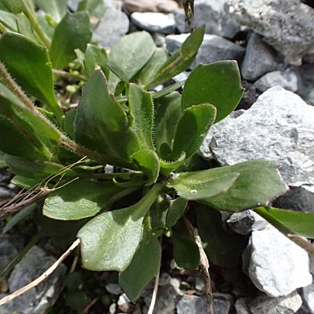Arabis caerulea \ Bl�uliche G�nsekresse / Bluish Rock-Cress, I Stilfser Joch / Passo dello Stelvio 7.7.2026