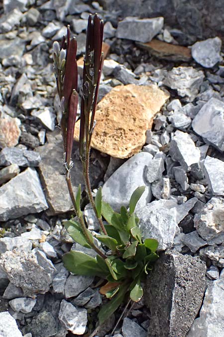 Arabis caerulea \ Bl�uliche G�nsekresse / Bluish Rock-Cress, I Stilfser Joch / Passo dello Stelvio 7.7.2026