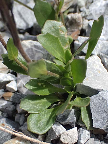 Arabis caerulea \ Bl�uliche G�nsekresse / Bluish Rock-Cress, I Stilfser Joch / Passo dello Stelvio 7.7.2026