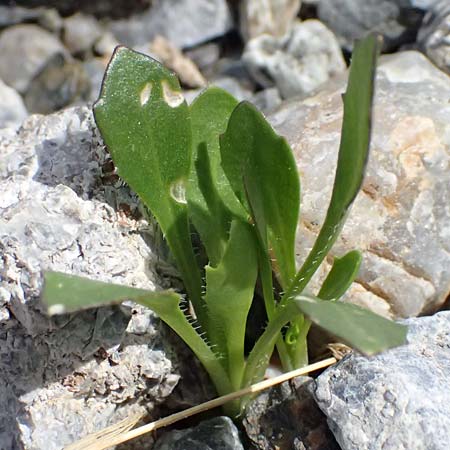 Arabis caerulea \ Bl�uliche G�nsekresse / Bluish Rock-Cress, I Stilfser Joch / Passo dello Stelvio 7.7.2026