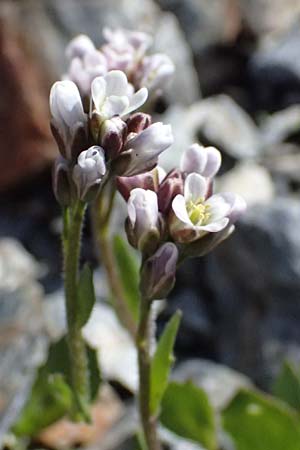 Arabis caerulea \ Bl�uliche G�nsekresse / Bluish Rock-Cress, I Stilfser Joch / Passo dello Stelvio 7.7.2026