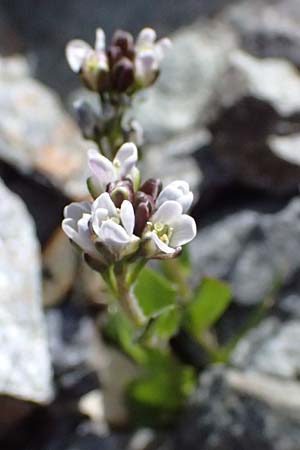 Arabis caerulea \ Bl�uliche G�nsekresse / Bluish Rock-Cress, I Stilfser Joch / Passo dello Stelvio 7.7.2026