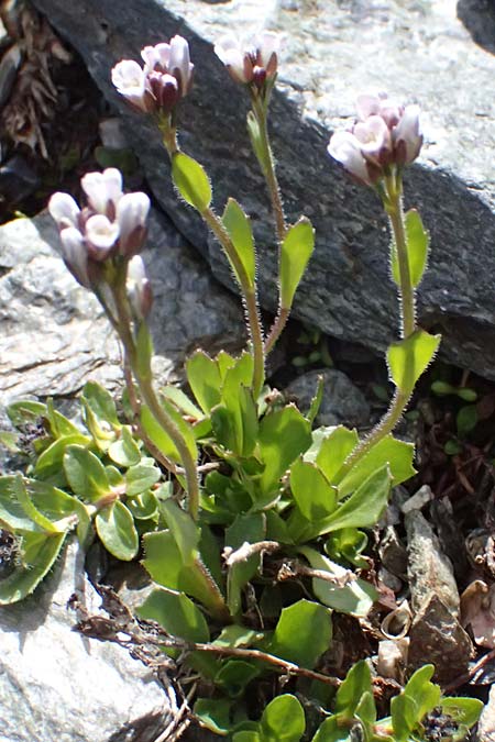 Arabis caerulea \ Bl�uliche G�nsekresse / Bluish Rock-Cress, I Stilfser Joch / Passo dello Stelvio 7.7.2026