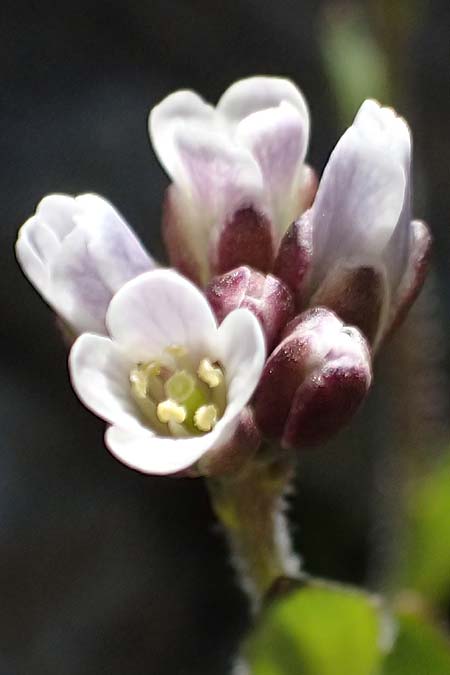 Arabis caerulea \ Bl�uliche G�nsekresse / Bluish Rock-Cress, I Stilfser Joch / Passo dello Stelvio 7.7.2026